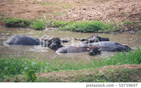 water buffalo in mud pond 58739697