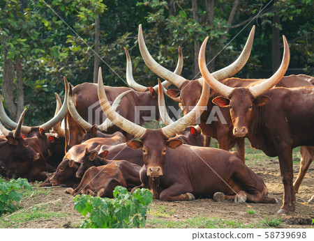 herd of watusi cattle herd of watusi cattle 58739698