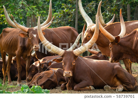 herd of watusi cattle 58739701