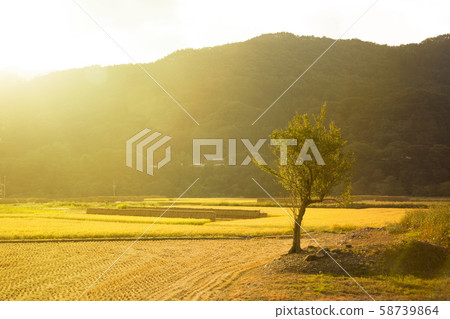 水稻在夕陽下閃耀 58739864