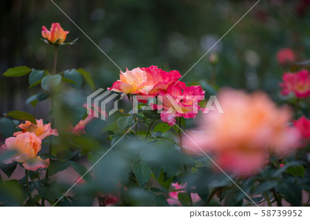 花 58739952