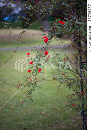 花 花 58739977