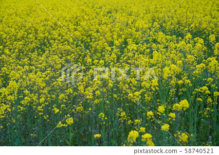 Mizuki Castle Ruins, Dazaifu City Mizuki 58740521