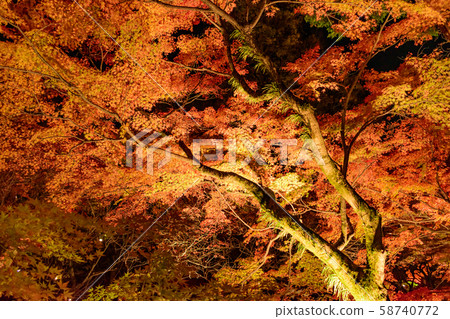 Autumn leaves lit up Autumn leaves lit up 58740772