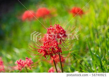 A cluster amaryllis that blooms on the bank 58740921