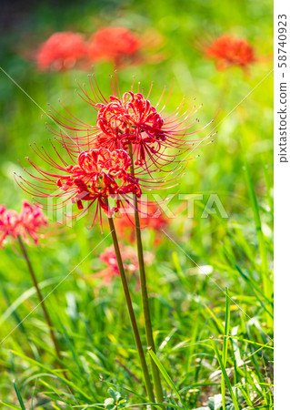 A cluster amaryllis that blooms on the bank 58740923