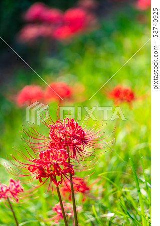 在銀行開花的群集孤挺花 在銀行開花的群集孤挺花 58740925