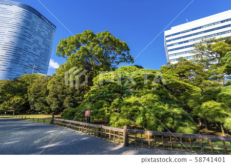 Hamarikyu Gardens 300年的松樹 Hamarikyu Gardens 300年的松樹 58741401