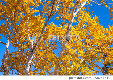 《Nagano Prefecture》Autumn leaves Norikura and natural scenery 58741519