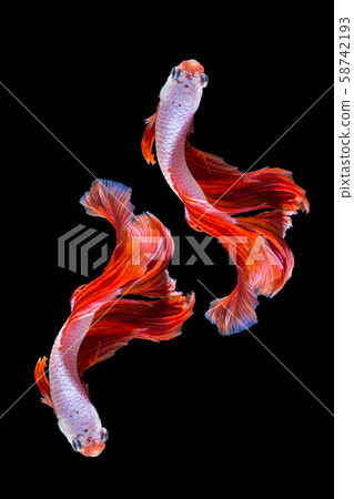 Pink and red betta fish, siamese fighting fish on Pink and red betta fish, siamese fighting fish on 58742193