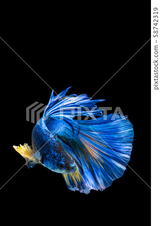 Blue and yellow betta fish, siamese fighting fish 58742319