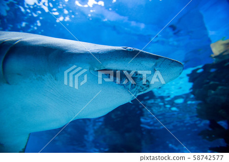 Underwater great white shark Underwater great white shark 58742577