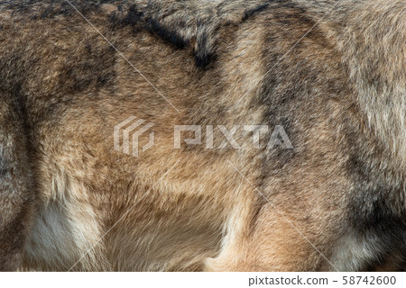 Wolf fur background texture image background Wolf fur background texture image background 58742600