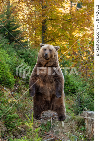 Brown bear in autumn forest Brown bear in autumn forest 58742612