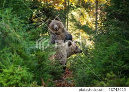Brown bear in autumn forest Brown bear in autumn forest 58742613