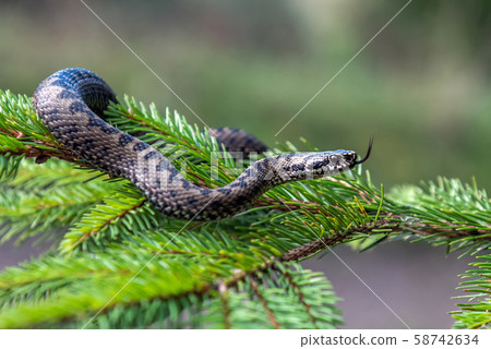 Vipera berus poisonous viper in summer on branch Vipera berus poisonous viper in summer on branch 58742634