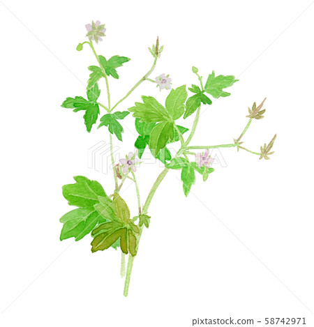 Geranium thunbergii 58742971