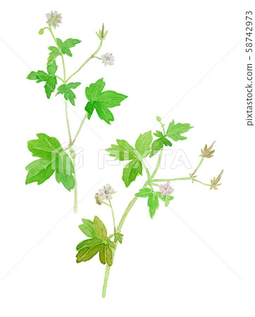 Geranium thunbergii 58742973