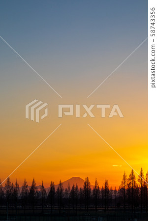 崎玉荒川河床的水杉樹木和日落 58743356
