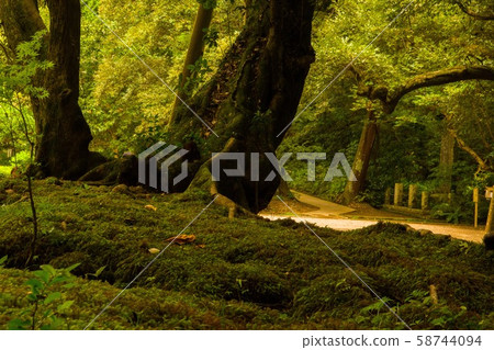 Forest landscape Forest landscape 58744094