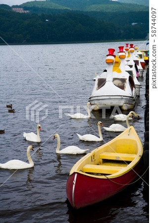 (Lake Yamanaka) Swan and boat (Lake Yamanaka) Swan and boat 58744097
