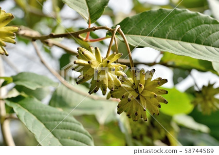 Kamburenboku的果實 Kamburenboku的果實 58744589