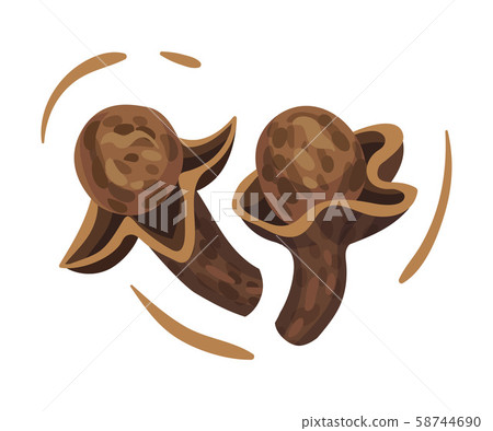 Clove Dried Flower Buds. Detailed Drawn Vector Illustrated Items 58744690