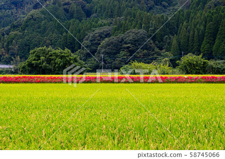 Cluster amaryllis in the rice field 58745066