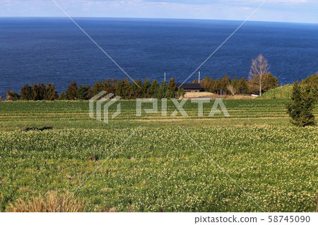 Echizen Narcissus of Echizen Coast 58745090