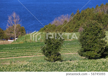 Echizen Narcissus of Echizen Coast 58745093