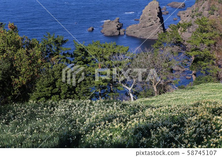 Echizen Narcissus of Echizen Coast Echizen Narcissus of Echizen Coast 58745107