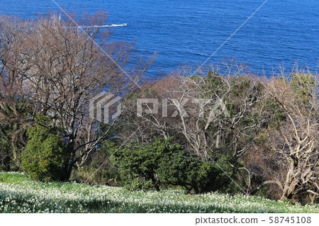 Echizen Narcissus of Echizen Coast Echizen Narcissus of Echizen Coast 58745108