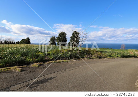 越前海岸的Echizen Narcissus 58745258