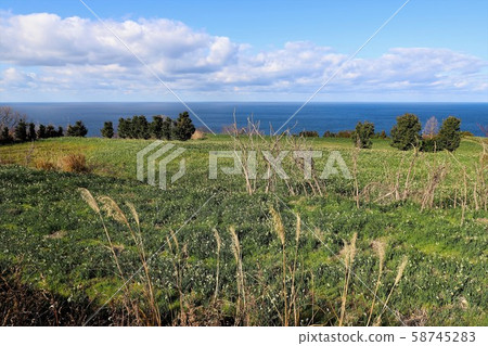 Echizen Narcissus of Echizen Coast Echizen Narcissus of Echizen Coast 58745283