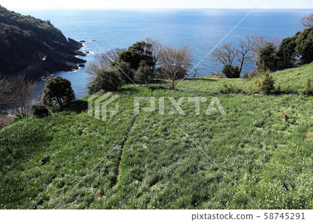 越前海岸的Echizen Narcissus 越前海岸的Echizen Narcissus 58745291