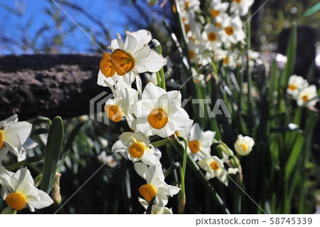越前海岸的Echizen Narcissus 越前海岸的Echizen Narcissus 58745339
