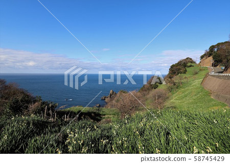 越前海岸的Echizen Narcissus 58745429