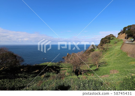 Echizen Narcissus of Echizen Coast 58745431