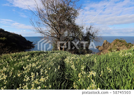 越前海岸的Echizen Narcissus 58745503
