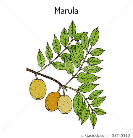 Marula sclerocarya birrea , or jelly plum, cat thorn, morula, cider tree, medicinal plant 58745510