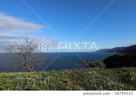 Echizen Narcissus of Echizen Coast 58745533