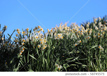 越前海岸的Echizen Narcissus 越前海岸的Echizen Narcissus 58745573