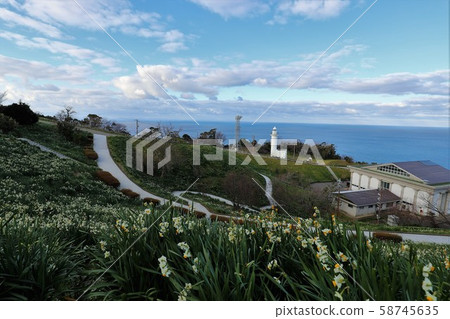越前海岸的Echizen Narcissus 越前海岸的Echizen Narcissus 58745635