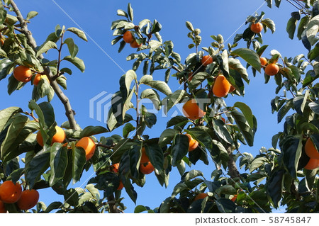 persimmon 58745847