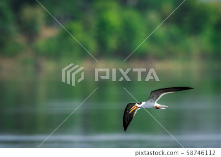 Indian skimmer or Indian scissors-bill Rynchops albicollis skimming and flying over chambal river in a beautiful green blue background at rawatbhata, kota, rajasthan, india 58746112