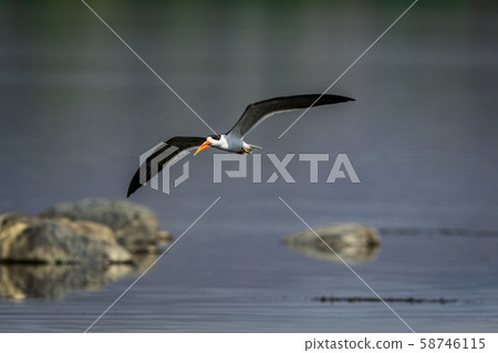 Indian skimmer or Indian scissors-bill Rynchops albicollis skimming and flying over chambal river in a beautiful green blue background at rawatbhata, kota, rajasthan, india 58746115
