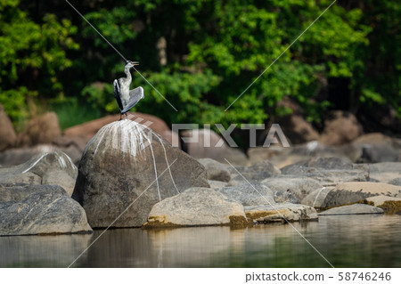 grey heron (Ardea cinerea) in breeding season calling mate and display wingspan in love shape with a green background near chambal river bank on rock at rawatbhata, kota, rajasthan, india 58746246