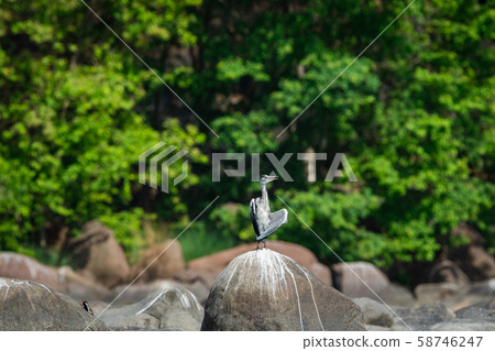 grey heron (Ardea cinerea) in breeding season calling mate and display wingspan in love shape with a green background near chambal river bank on rock at rawatbhata, kota, rajasthan, india 58746247