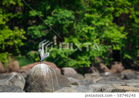 grey heron (Ardea cinerea) in breeding season calling mate and display wingspan in love shape with a green background near chambal river bank on rock at rawatbhata, kota, rajasthan, india grey heron (Ardea cinerea) in breeding season calling mate and display wingspan in love shape with a green background near chambal river bank on rock at rawatbhata, kota, rajasthan, india 58746248