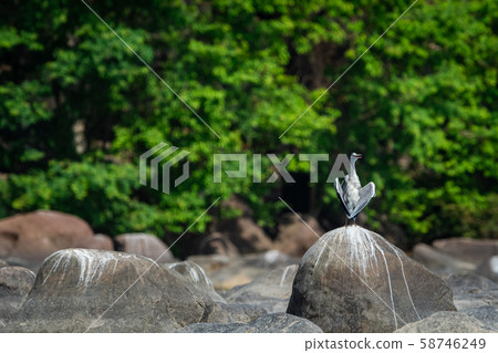 grey heron (Ardea cinerea) in breeding season calling mate and display wingspan in love shape with a green background near chambal river bank on rock at rawatbhata, kota, rajasthan, india 58746249